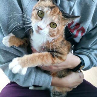 美人猫 おちょう