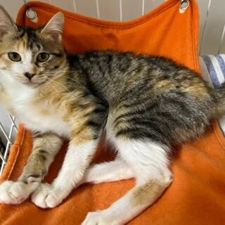 三毛猫　姉妹　子猫