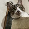 まん丸オメメの美猫！ゆずちゃん サムネイル2