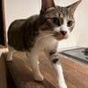 まん丸オメメの美猫！ゆずちゃん サムネイル3