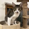 まん丸オメメの美猫！ゆずちゃん サムネイル4