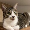 まん丸オメメの美猫！ゆずちゃん サムネイル5
