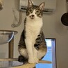 まん丸オメメの美猫！ゆずちゃん サムネイル6