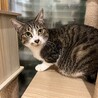 まん丸オメメの美猫！ゆずちゃん サムネイル7