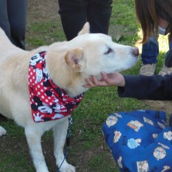 AWA総社犬ねこ譲渡会　 サムネイル2