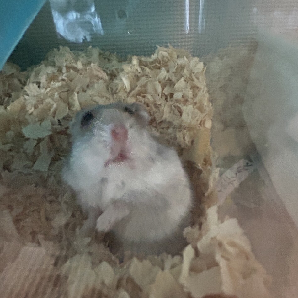 もふ助のカバー写真