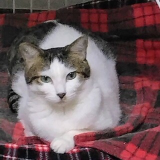 ネコさん大好き❤️キジシロケント