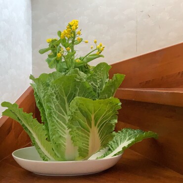 白菜活けてみた。姉様んとこ大丈夫かな？
