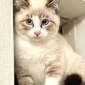 シャム風瞳ブルー●キュートなハチワレ●食いしん坊
