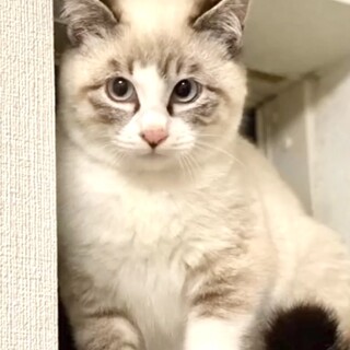 シャム風瞳ブルー●キュートなハチワレ●食いしん坊