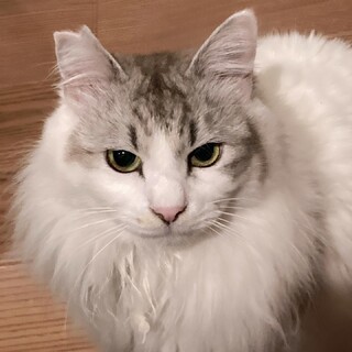 [4/13譲渡会参加]ソラ君