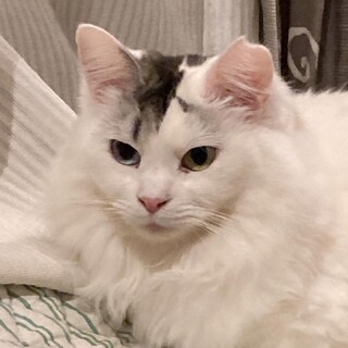 [4/13譲渡会参加]ナツちゃん