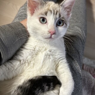 [3/9譲渡会参加]小谷君、西岡君