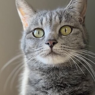 グレーの女の子♡ずっとのおうちを探しています