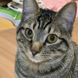 [3/9譲渡会参加]ロア君