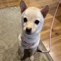 6ヶ月の小型犬ミックス？「キョンちゃん」