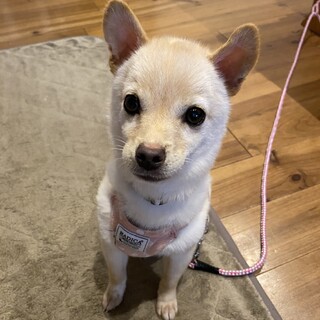 6ヶ月の小型犬ミックス？「キョンちゃん」