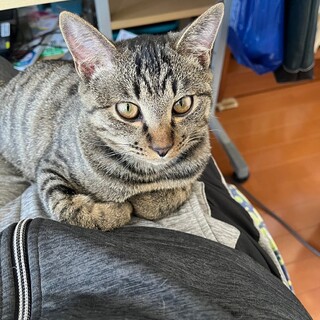 お膝が定位置♡甘えん坊なキジトラ男子 ふたり♂