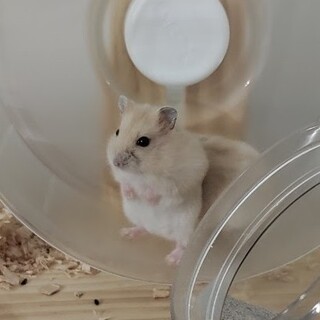 ジャンガリアンハムスターの赤ちゃん