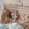ジャンガリアンハムスターの赤ちゃん サムネイル2