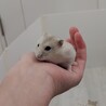 ジャンガリアンハムスターの赤ちゃん サムネイル3