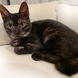 3/10東日本橋　ブラックスモーク甘えん坊❣️鉄郎