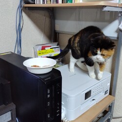 「わが家の子となって一年を迎えました」サムネイル2