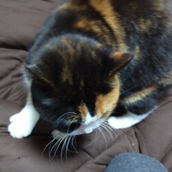 「わが家の子となって一年を迎えました」サムネイル3