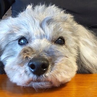 抱っこ大好き！　トイプードルの男の子キャスパーくん