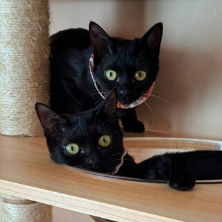小顔で可愛い黒猫姉妹☆