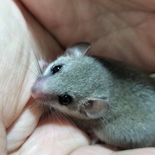 アフリカヤマネ♀2匹