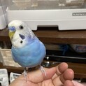 セキセイインコの雄、おしゃべりできます