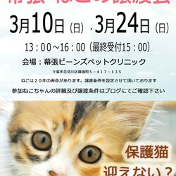 幕張ねこの譲渡会