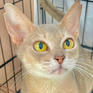 動物病院の保護猫・甘えたアビシニアン乳癌切除済み