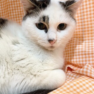 【3/10東銀座】ビーくん★5ヵ月♪