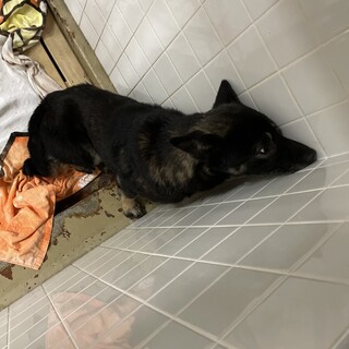 保健所にいます、期限12日までです！