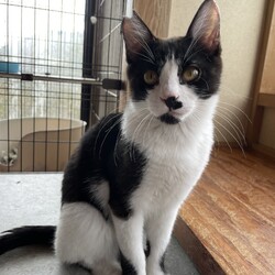 猫の里親会inジョイフル本田荒川沖店