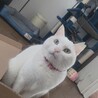 ひらかわゆうか