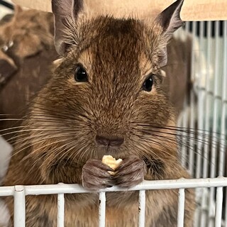 テグーアグーチ（ノーマル）です。