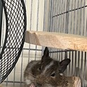 デグー（ノーマルパイトの男の子）です。