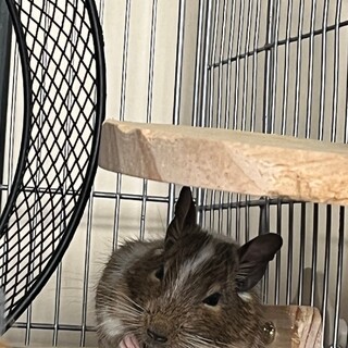 デグー（ノーマルパイトの男の子）です。