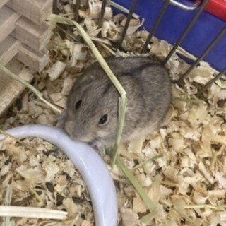 ステップレミング（男の子）です。