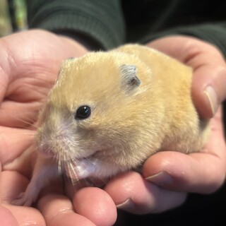 キンクマハムスター（女の子）です。