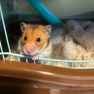 ゴールデンハムスター（男の子）です。