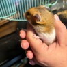 ゴールデンハムスター（男の子）です。 サムネイル2