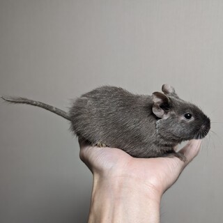 デグー（チョコレート男の子、サンド女の子）です。