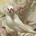文鳥さんオス3歳
