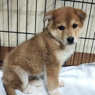 保健所レスキュー