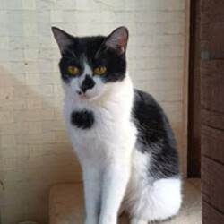 つくば猫の里親会 サムネイル2