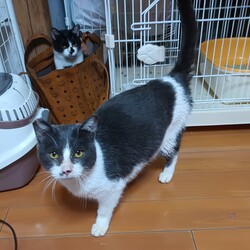 つくば猫の里親会 サムネイル3
